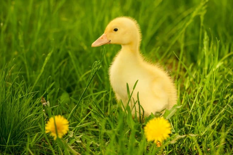 Small duckling
